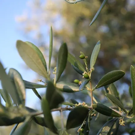 Vitabella Toscana Alloggio per agriturismo